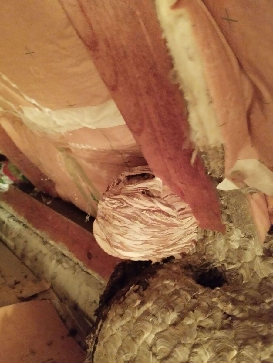 Bienen umsiedeln &  Bienennest entfernen 