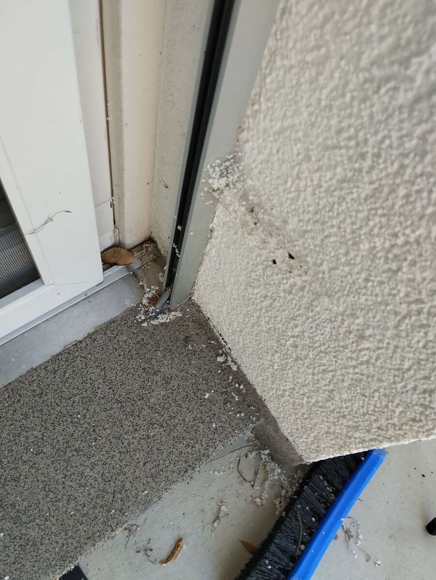  Bienennest entfernen