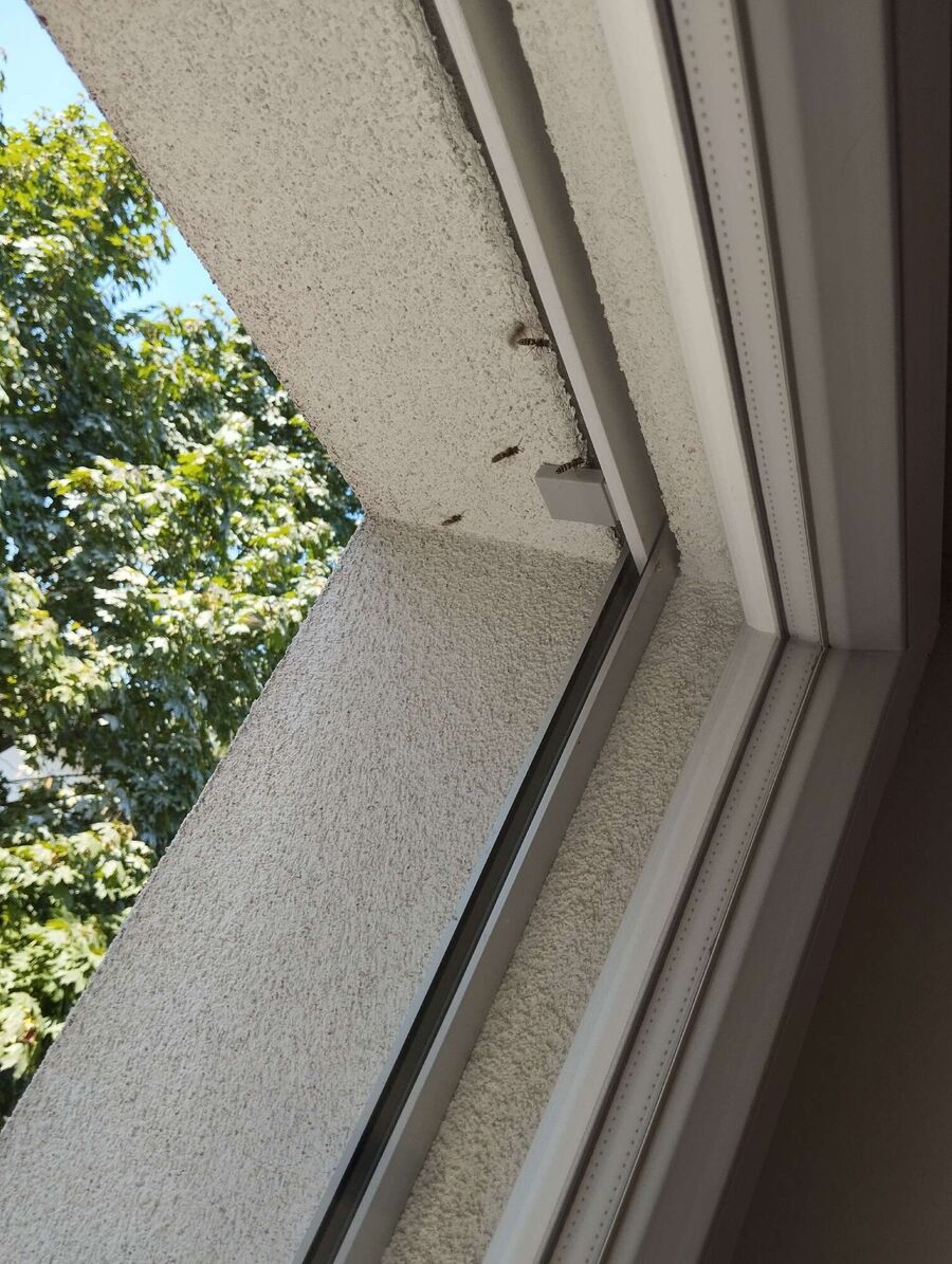 Bienen umsiedeln &  Bienennest entfernen 