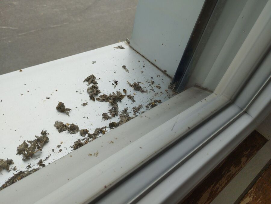  Bienennest entfernen