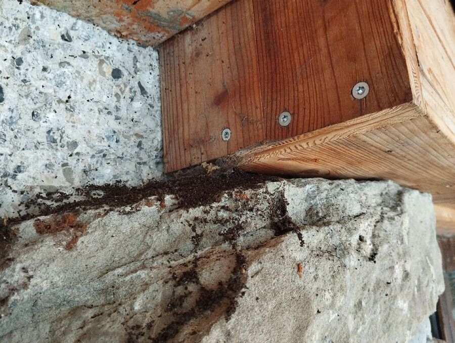  Bienennest entfernen.jpeg