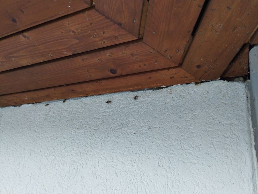 Bienen umsiedeln &  Bienennest entfernen 