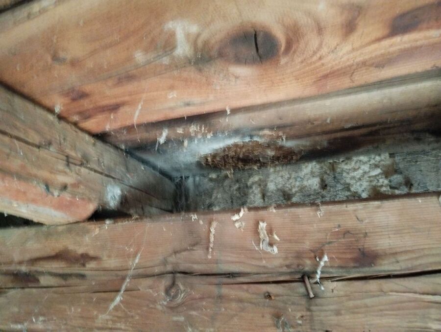 Bienen umsiedeln &  Bienennest entfernen 