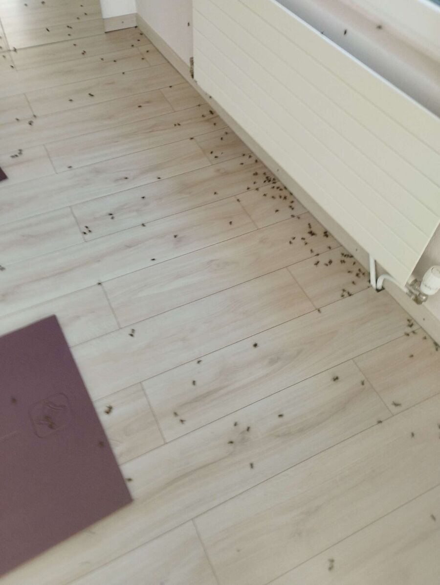  Bienennest entfernen.jpeg