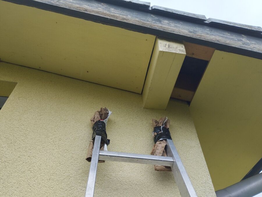  Bienennest entfernen