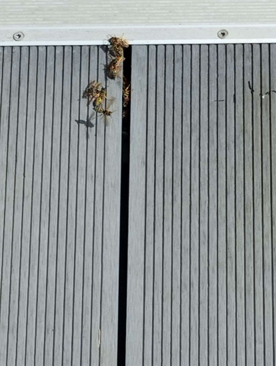 Bienen umsiedeln &  Bienennest entfernen 