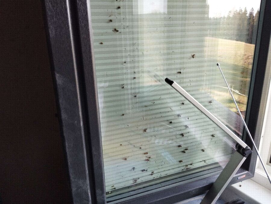 Bienen umsiedeln &  Bienennest entfernen 