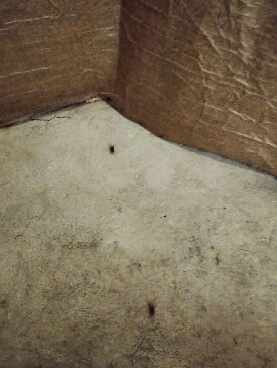 Bienen umsiedeln &  Bienennest entfernen 