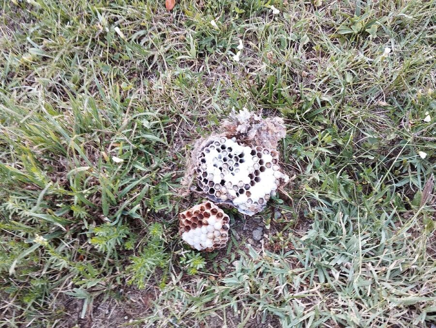  Bienennest entfernen.jpeg