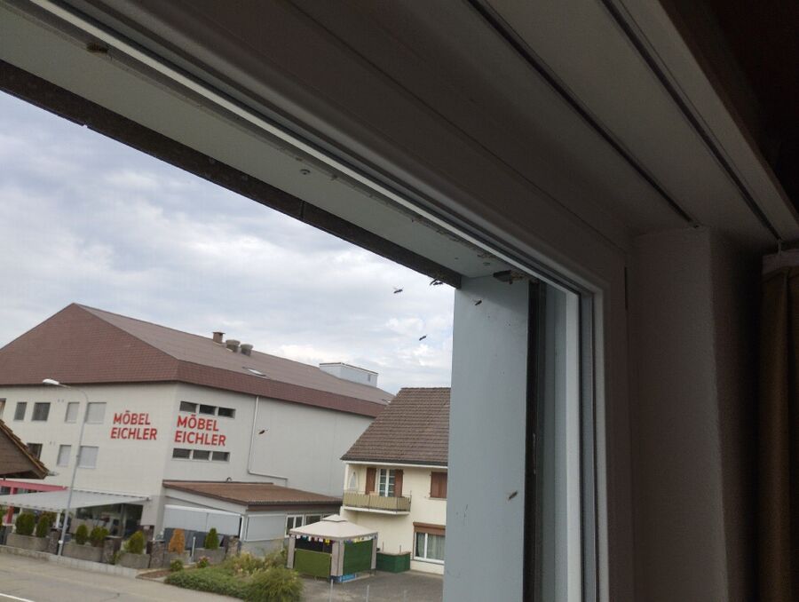 Bienen umsiedeln &  Bienennest entfernen 