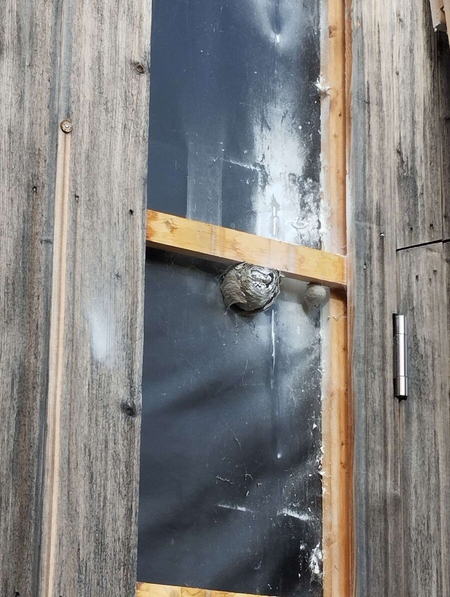  Bienennest entfernen.jpeg