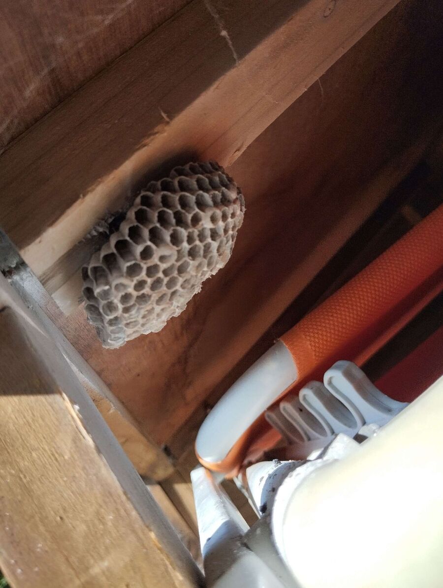 Bienen umsiedeln &  Bienennest entfernen 