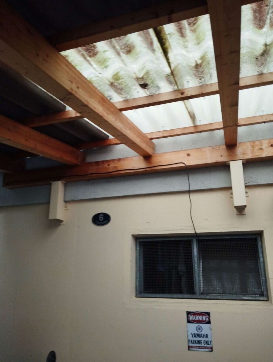 Bienen umsiedeln &  Bienennest entfernen 