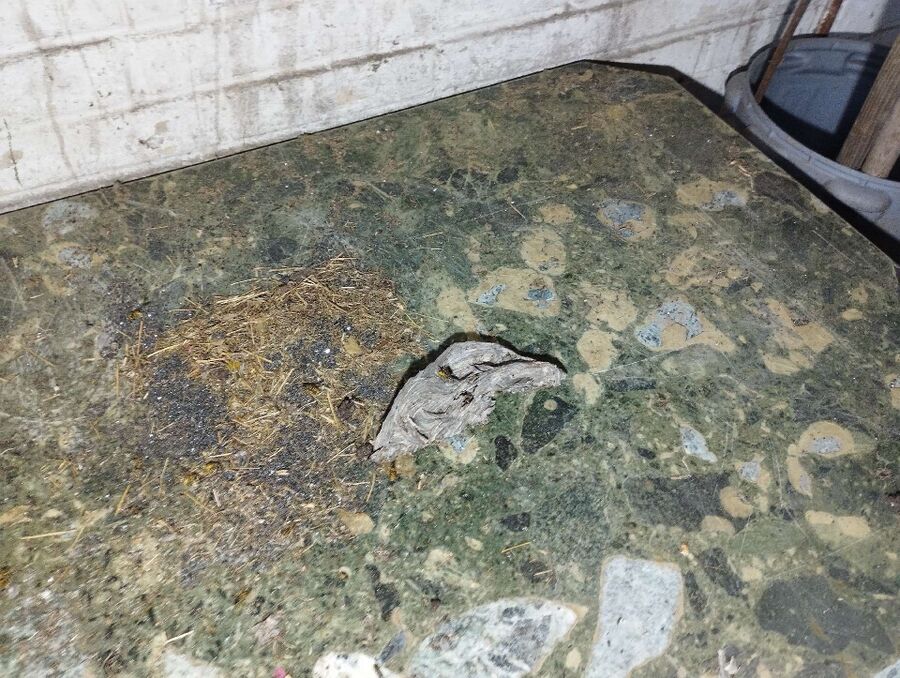  Bienennest entfernen.jpeg