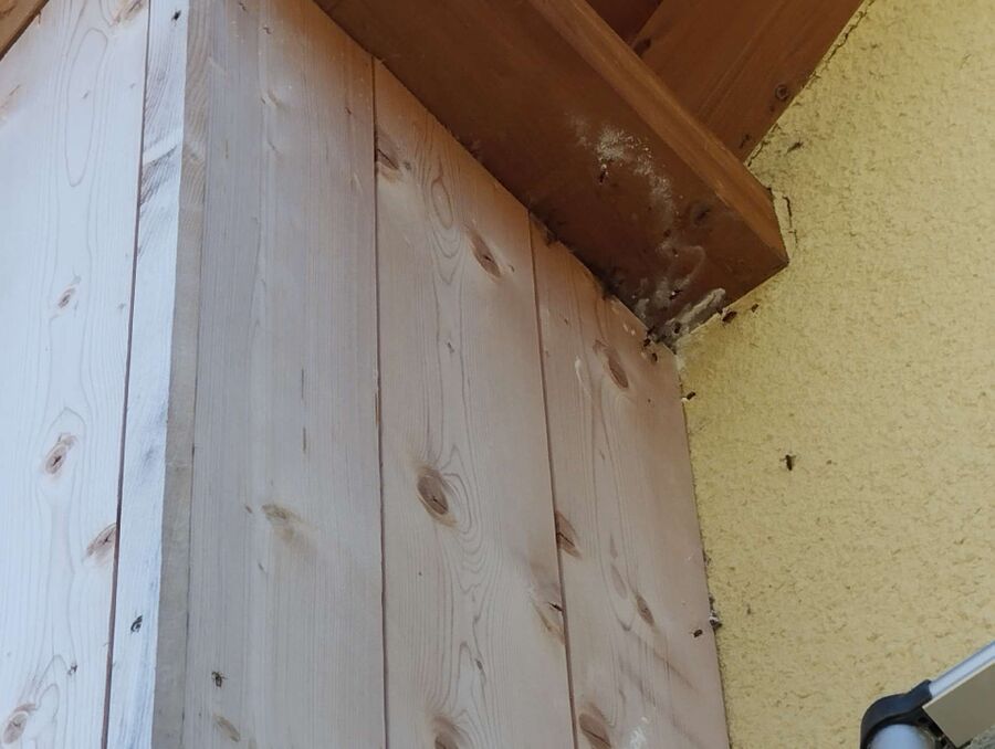  Bienennest entfernen.jpeg