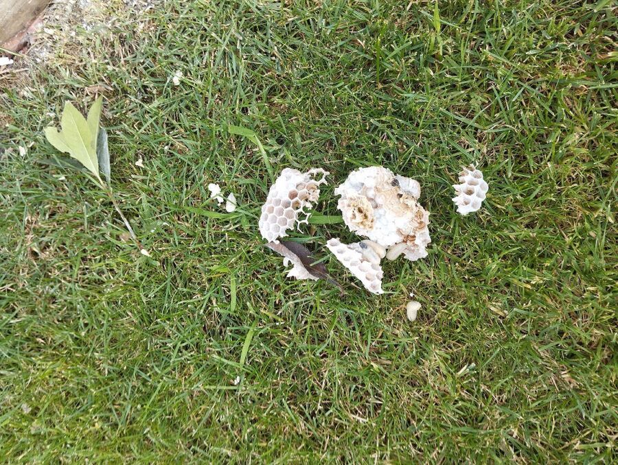 Bienen umsiedeln &  Bienennest entfernen 