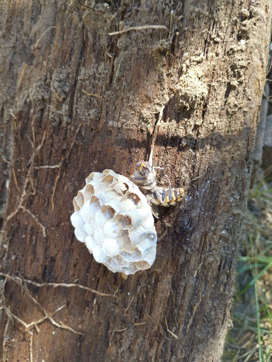  Bienennest entfernen