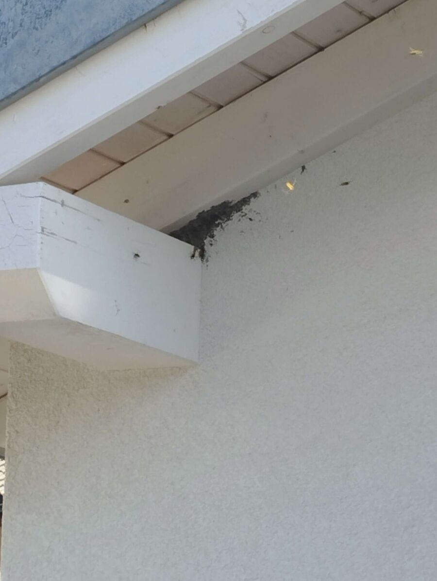  Bienennest entfernen.jpeg