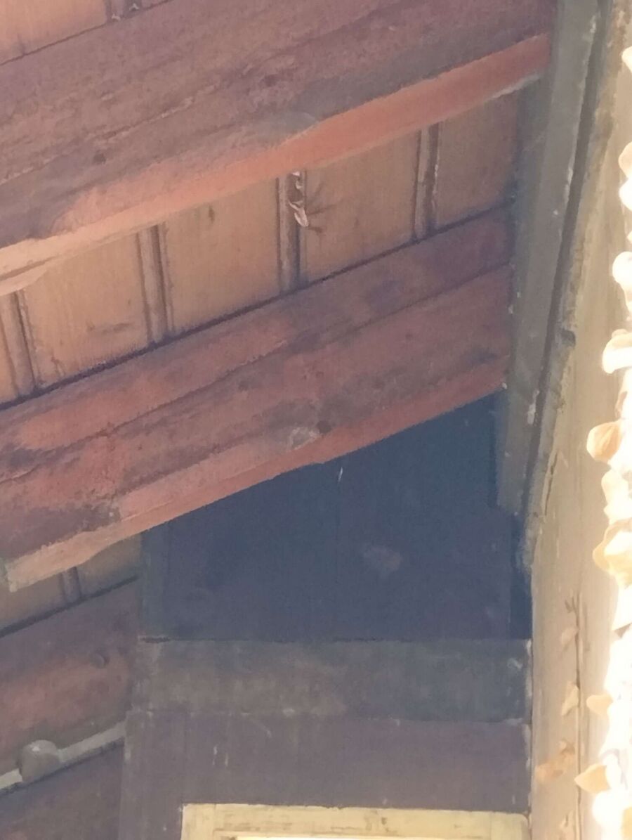  Bienennest entfernen.jpeg