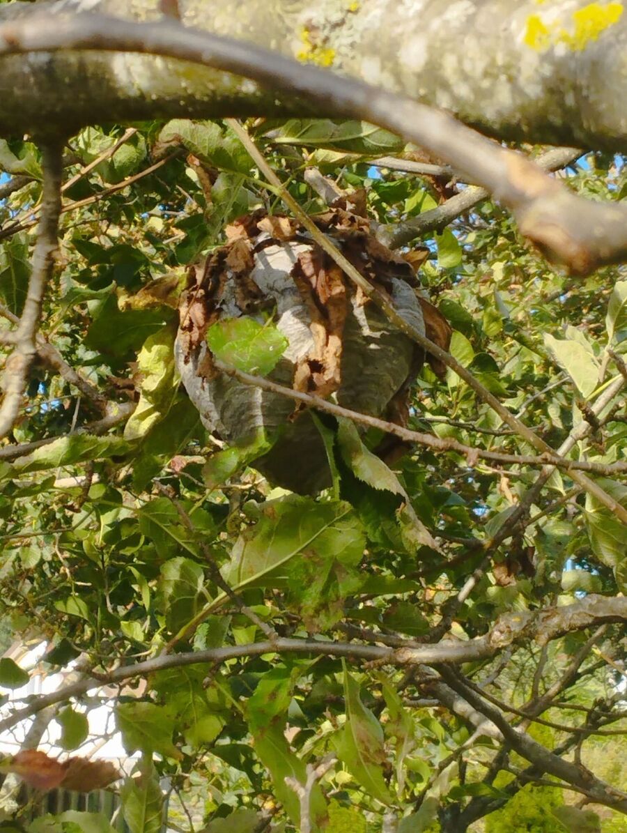  Bienennest entfernen.jpeg