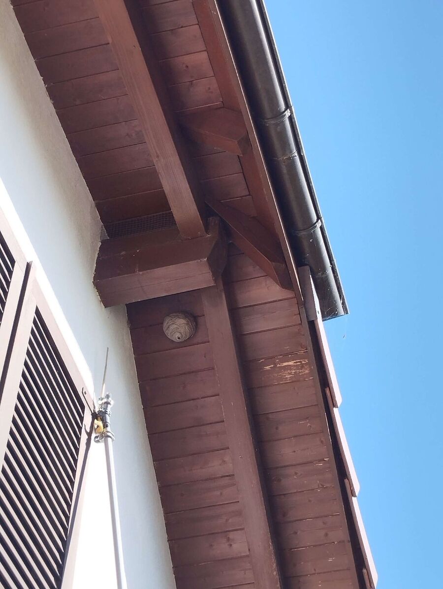  Bienennest entfernen