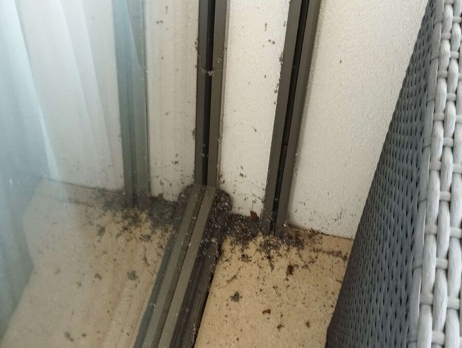  Bienennest entfernen.jpeg