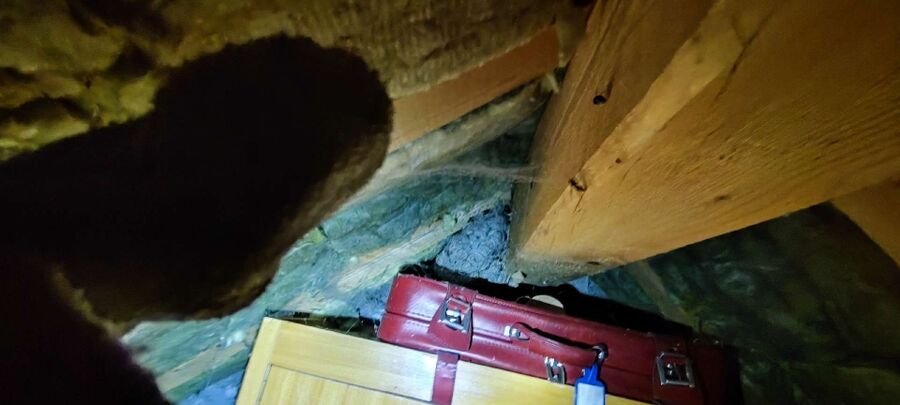  Bienennest entfernen.jpeg