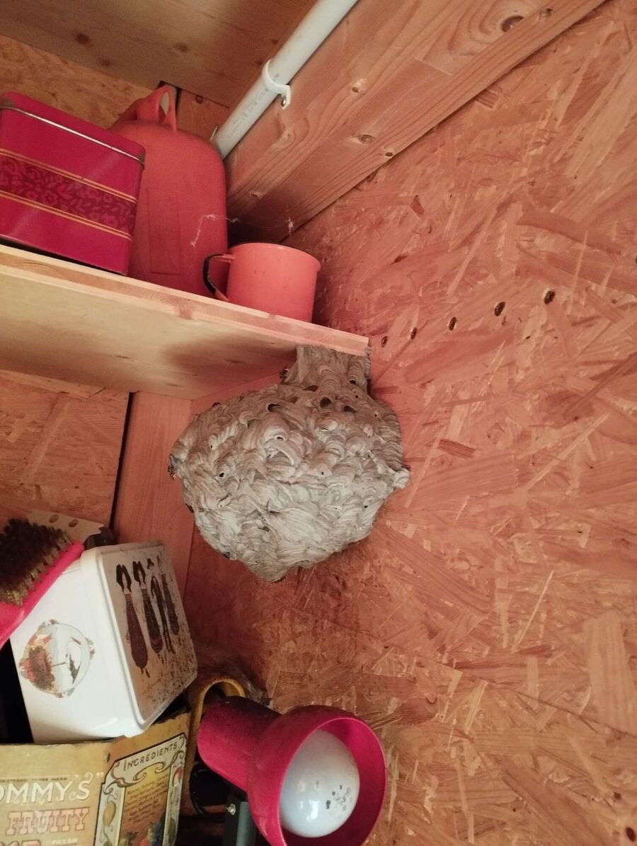  Bienennest entfernen.jpeg