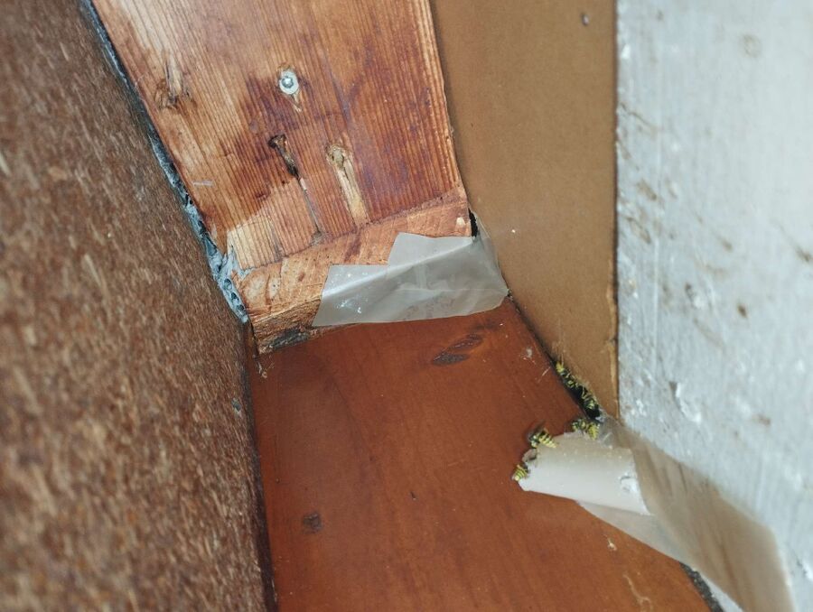 Bienen umsiedeln &  Bienennest entfernen 