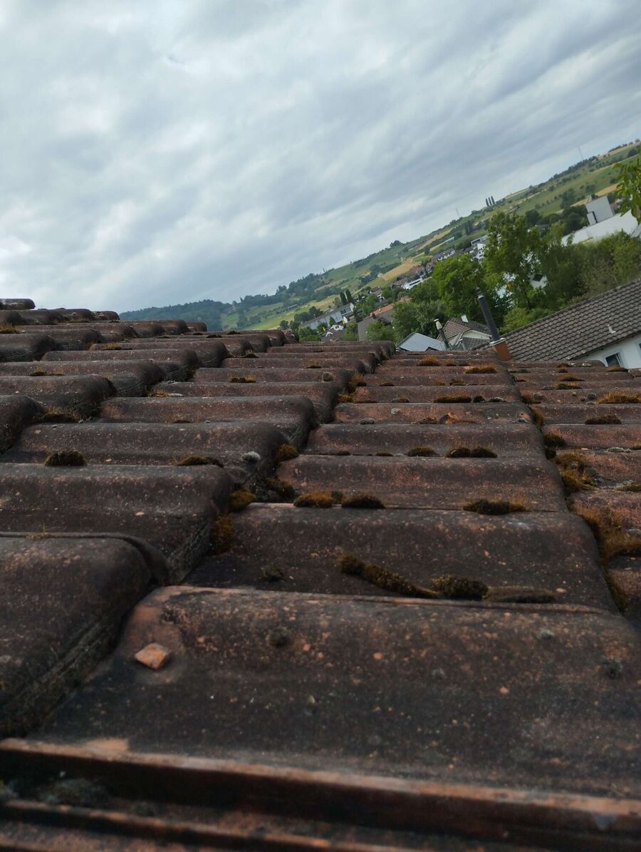 Bienen umsiedeln &  Bienennest entfernen 