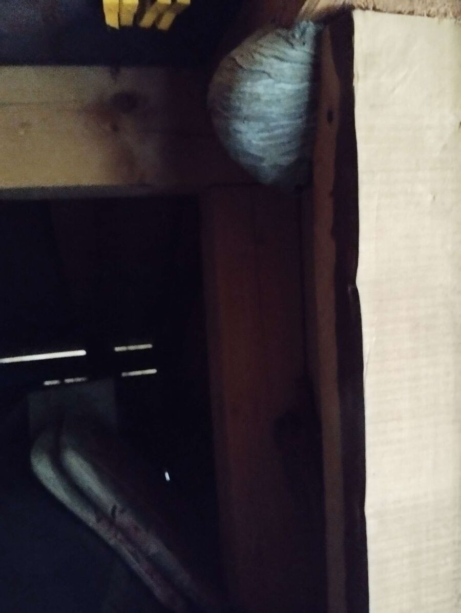 Bienen umsiedeln &  Bienennest entfernen 