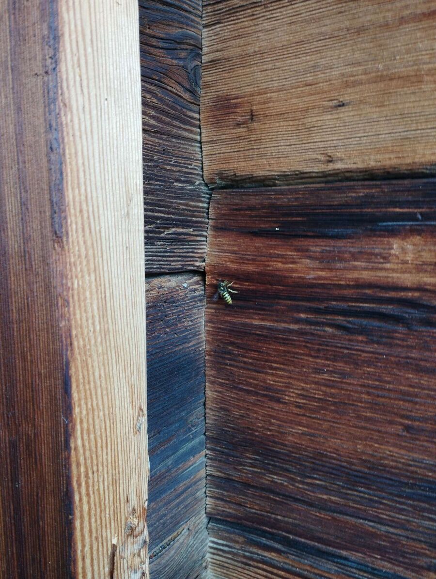  Bienennest entfernen.jpeg