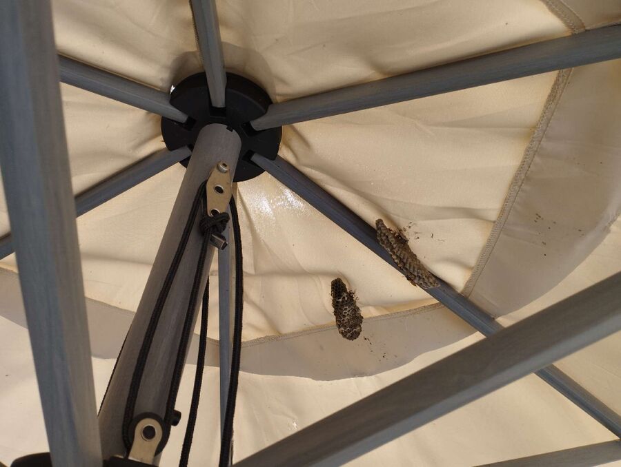 Bienen umsiedeln &  Bienennest entfernen 