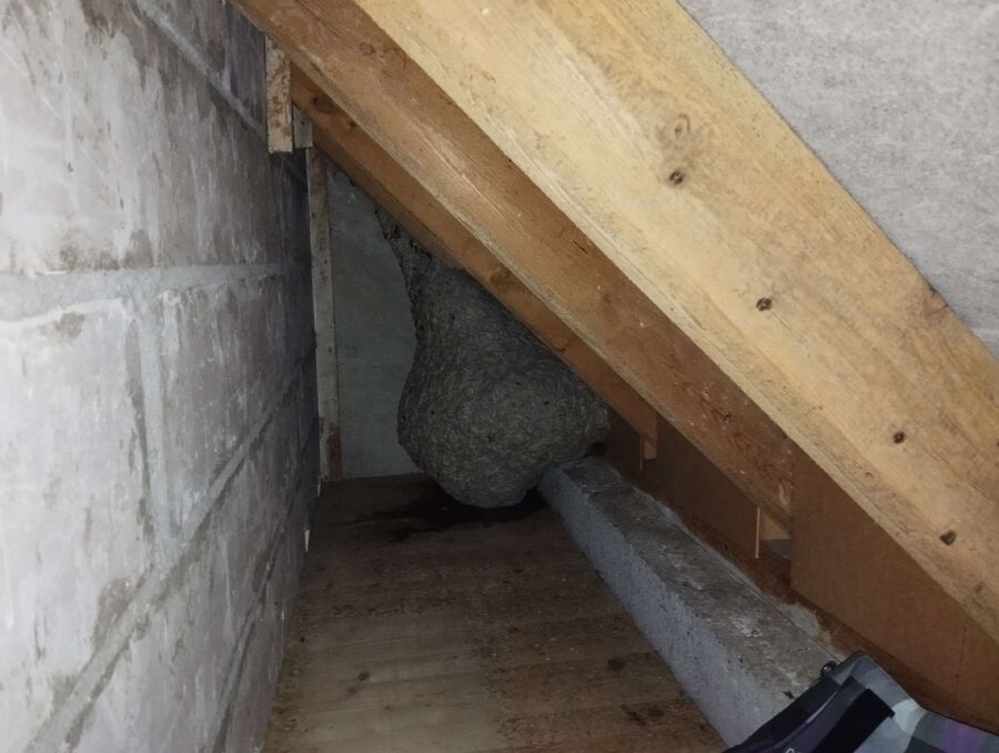 Bienen umsiedeln &  Bienennest entfernen 