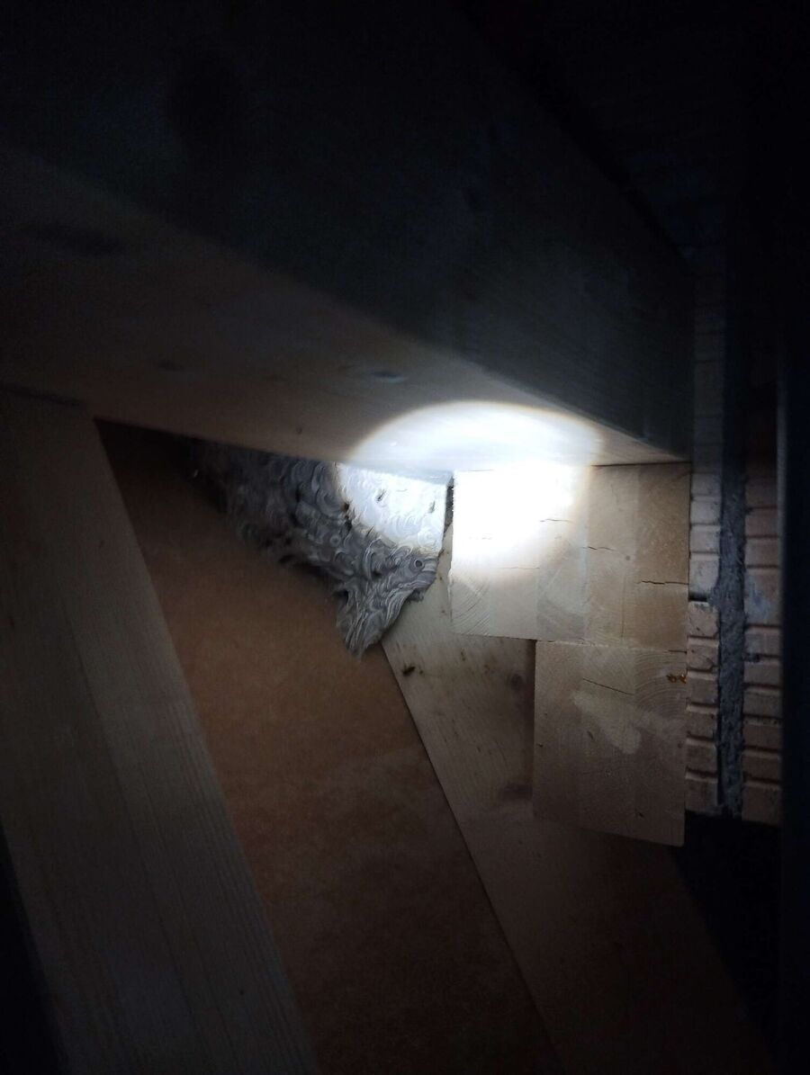  Bienennest entfernen.jpeg