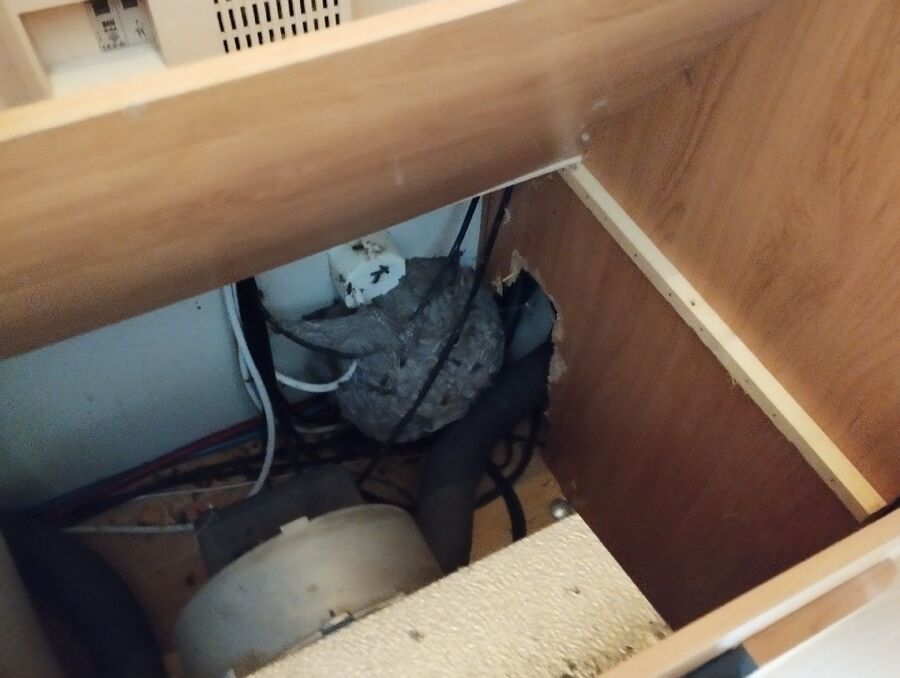  Bienennest entfernen.jpeg