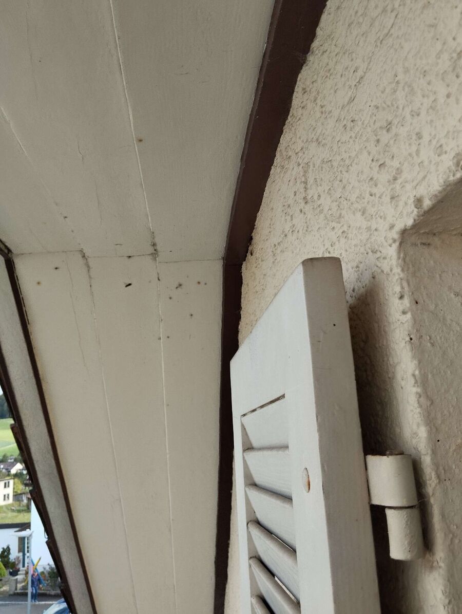  Bienennest entfernen.jpeg