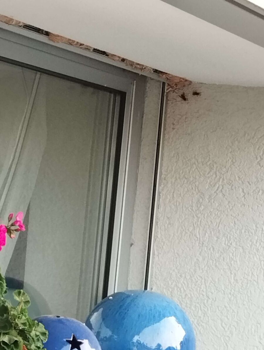 bienennest-am-haus-entfernen.jpg