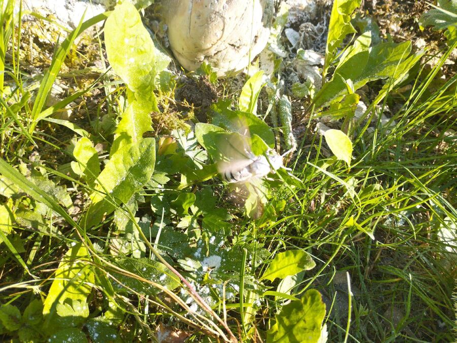  Bienennest entfernen.jpeg