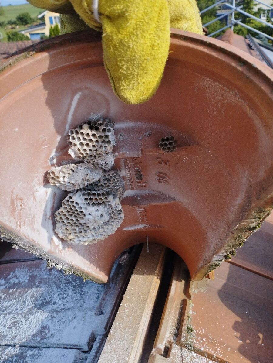 Bienen umsiedeln &  Bienennest entfernen 