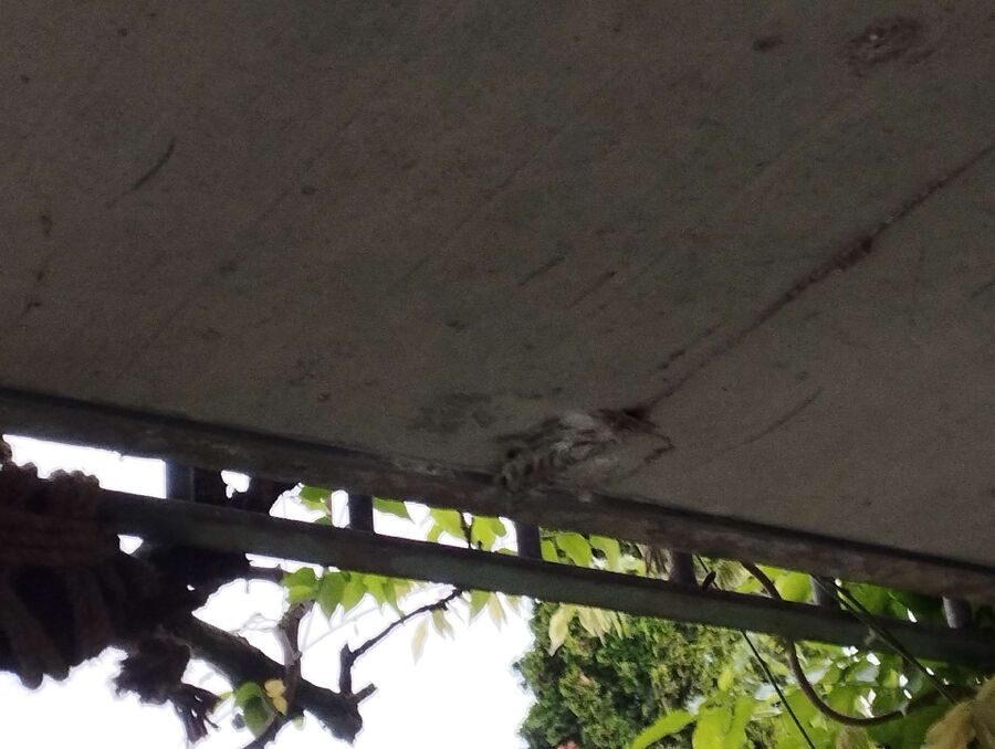 Bienen umsiedeln &  Bienennest entfernen 