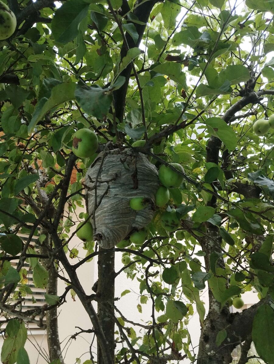  Bienennest entfernen