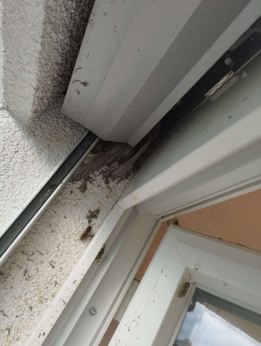bienennest-am-haus-entfernen.jpg