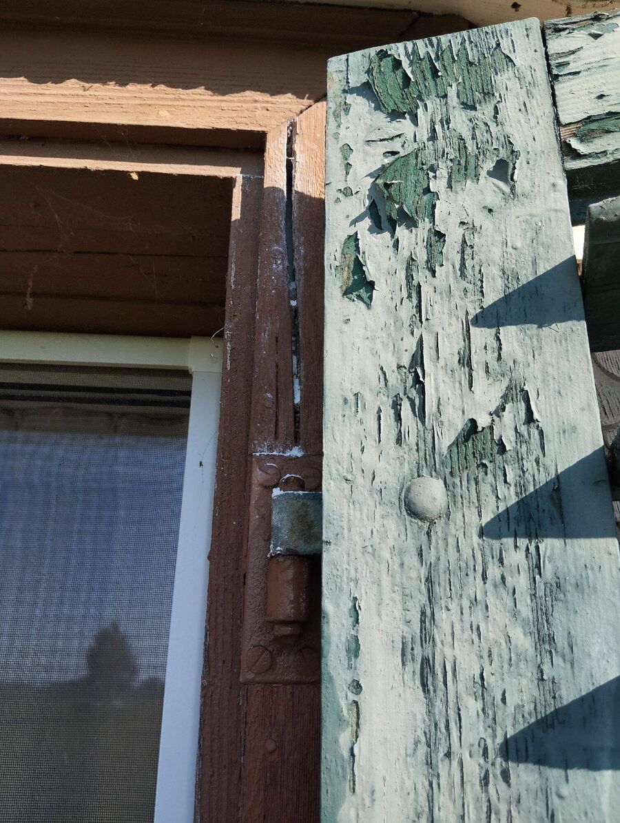 Bienen umsiedeln &  Bienennest entfernen 