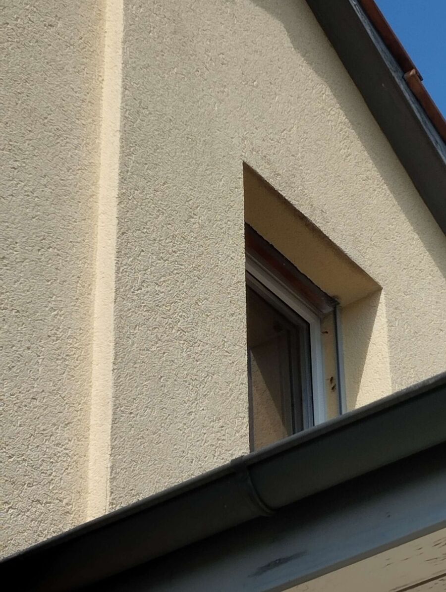 Bienen umsiedeln &  Bienennest entfernen 