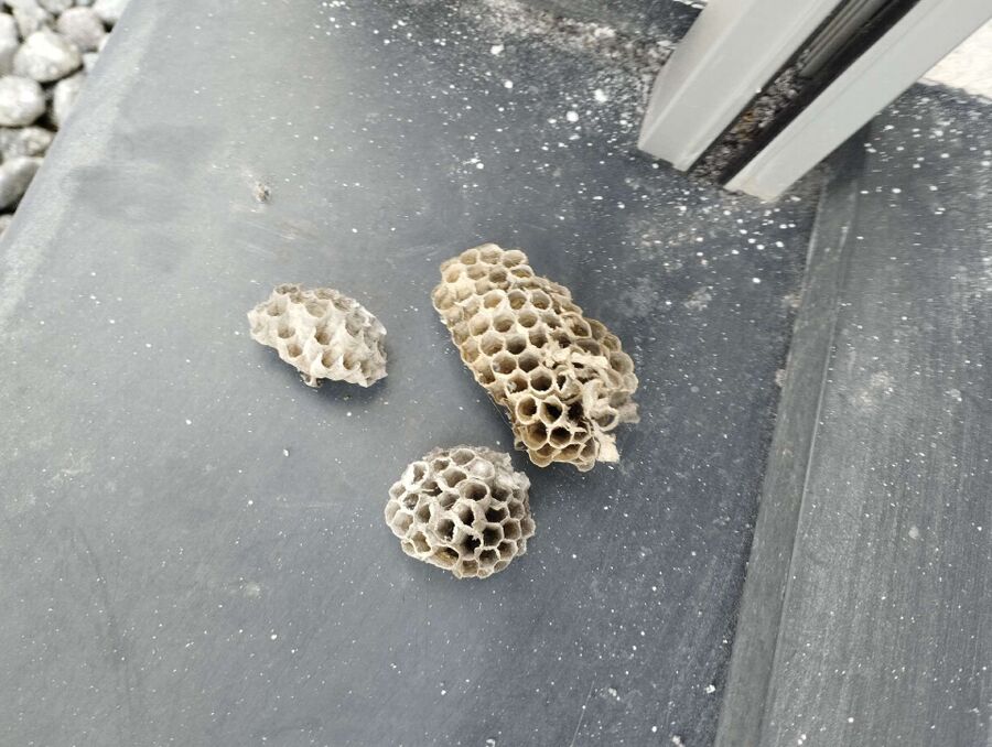 Bienen umsiedeln &  Bienennest entfernen 