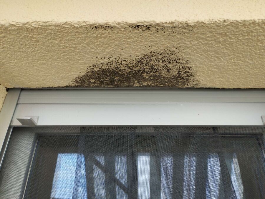  Bienennest entfernen.jpeg