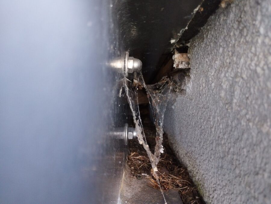  Bienennest entfernen.jpeg