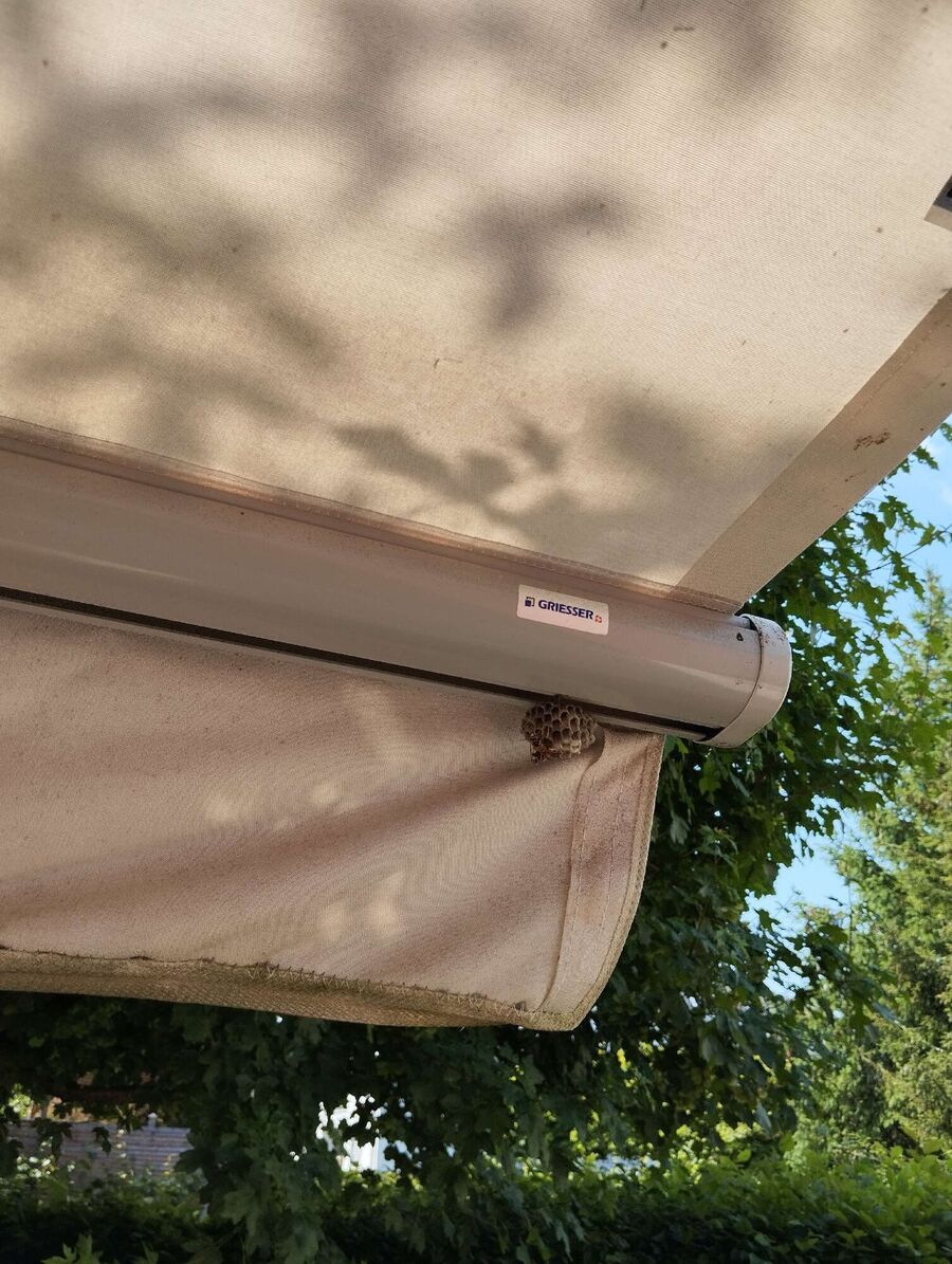  Bienennest entfernen.jpeg