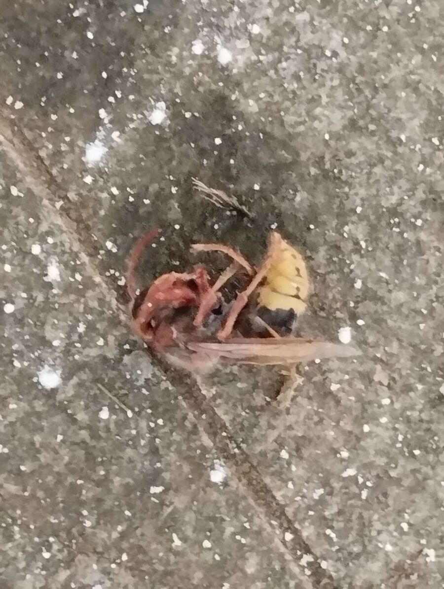  Bienennest entfernen.jpeg